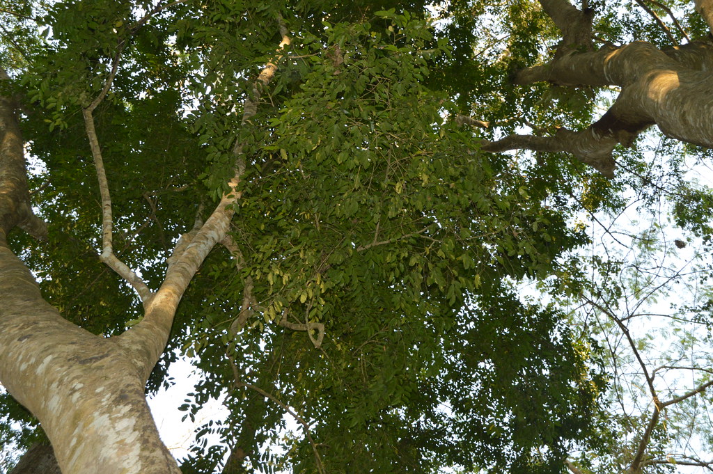ขางขาว