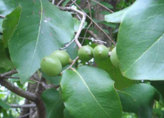 ถ้ำหลวง